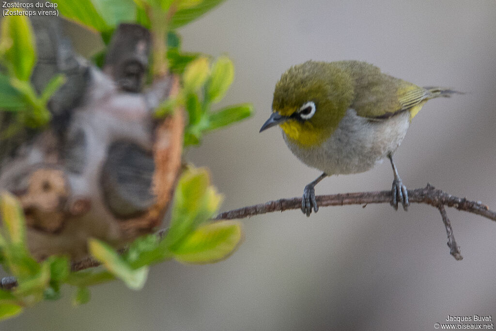 Cape White-eyeadult