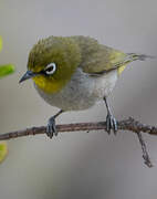 Cape White-eye