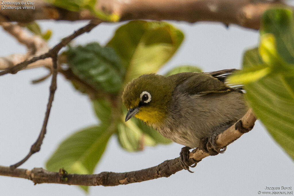 Cape White-eyeadult