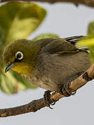 Cape White-eye