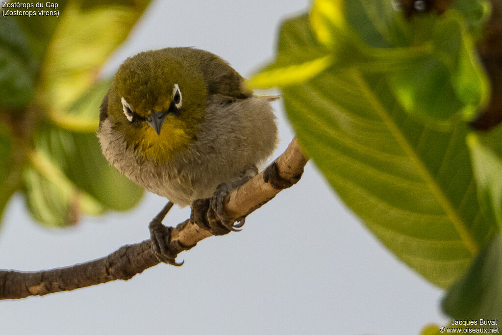 Cape White-eyeadult