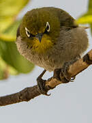 Cape White-eye