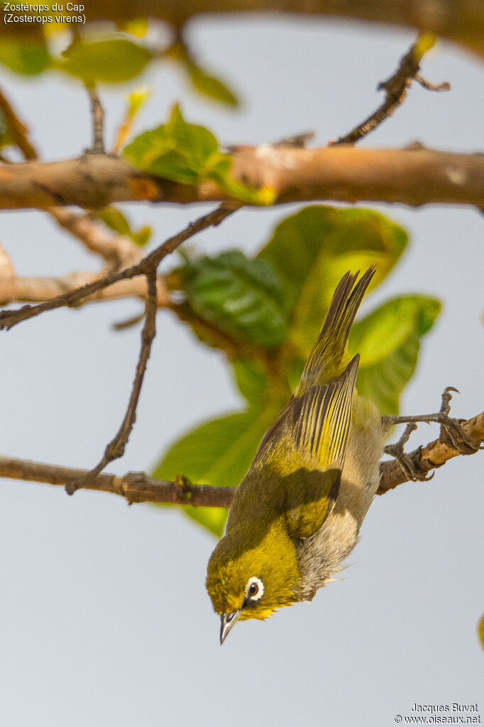 Cape White-eye