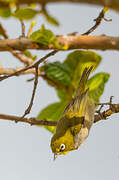 Cape White-eye