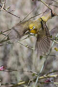 Orange River White-eye