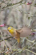 Orange River White-eye