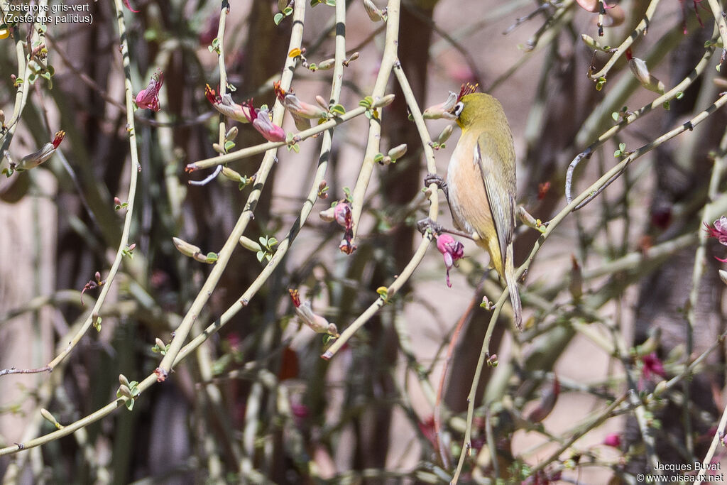 Orange River White-eyeadult