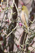 Orange River White-eye