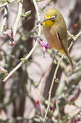 Orange River White-eye