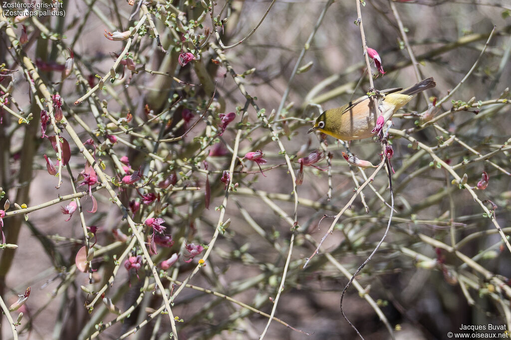 Orange River White-eyeadult