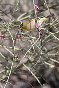 Orange River White-eye