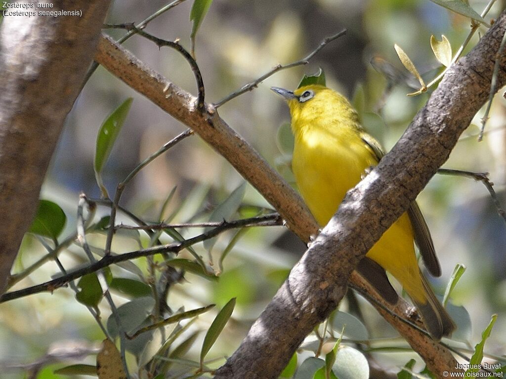 Northern Yellow White-eyeadult