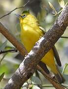 Northern Yellow White-eye