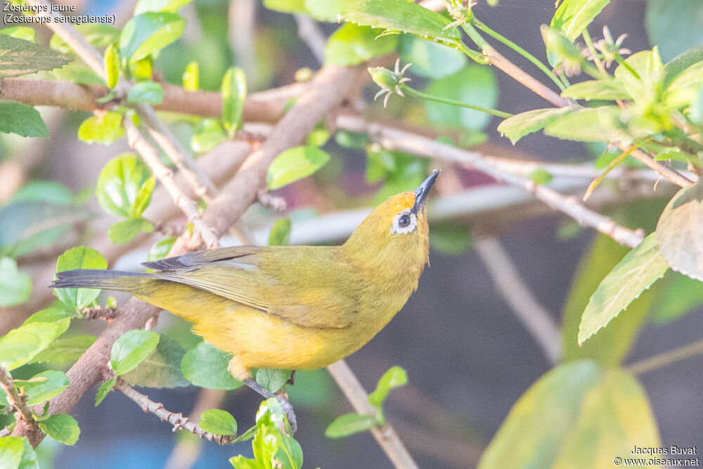 Northern Yellow White-eyeadult