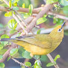 Zostérops jaune