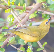 Northern Yellow White-eye