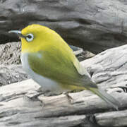 Indian White-eye