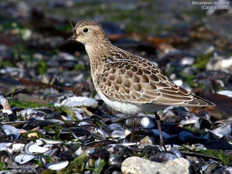 Baird's Sandpiper