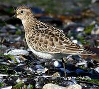 Baird's Sandpiper