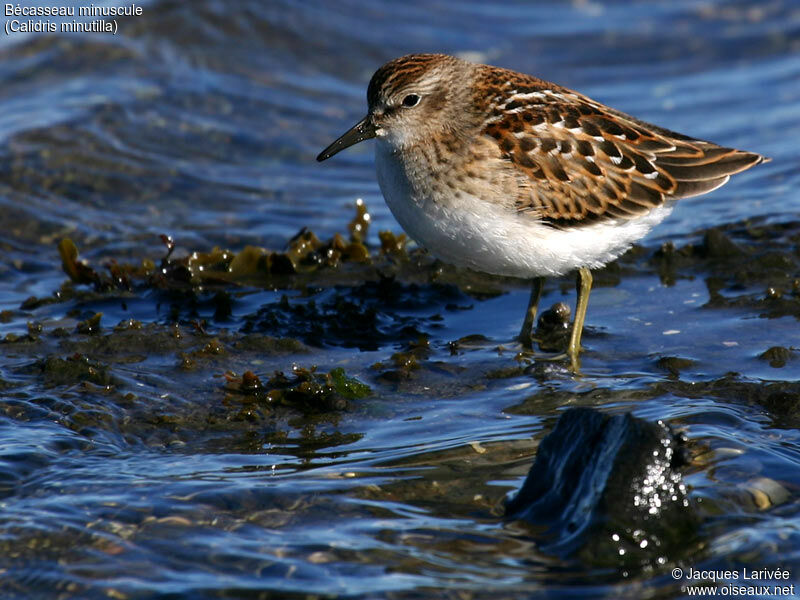 Least Sandpiper