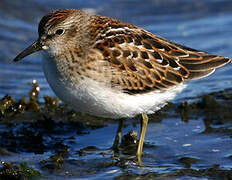 Least Sandpiper