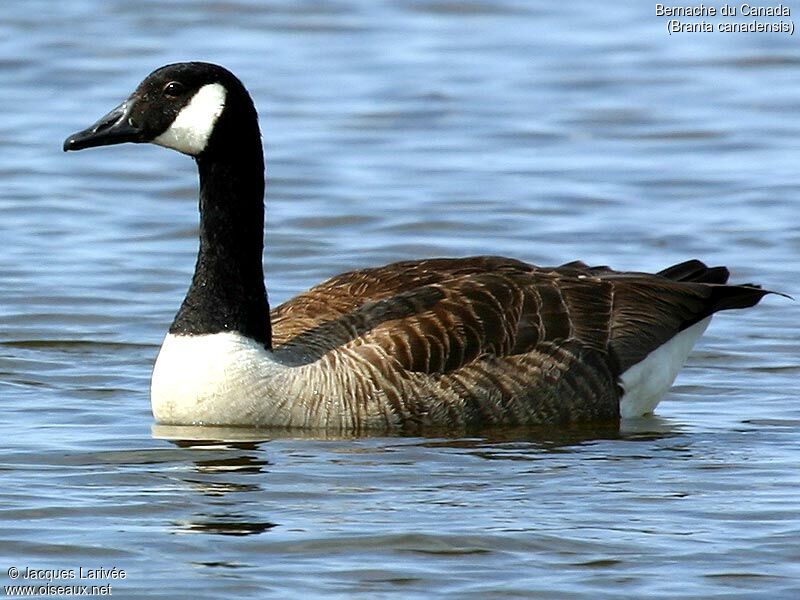 Canada Goose