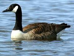 Canada Goose