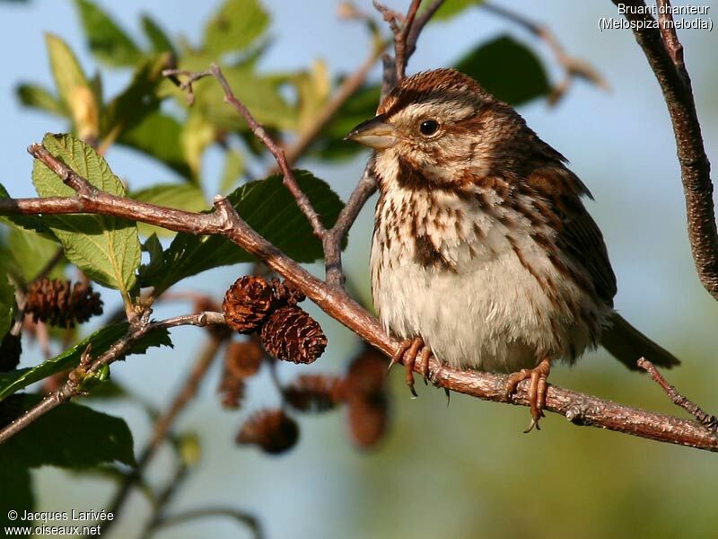 Song Sparrow