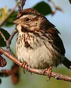 Song Sparrow