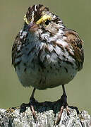 Savannah Sparrow