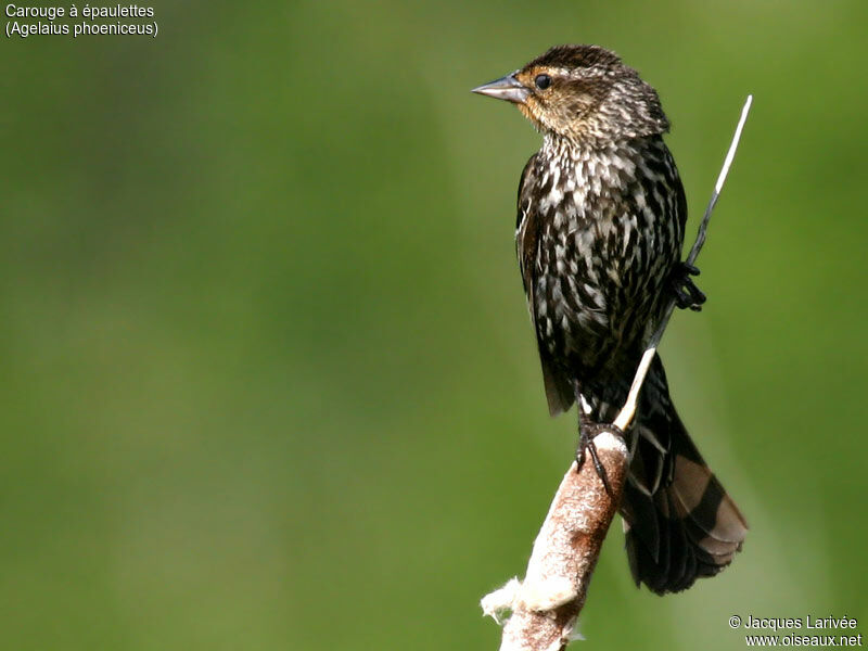 Red-winged Blackbird