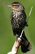 Red-winged Blackbird