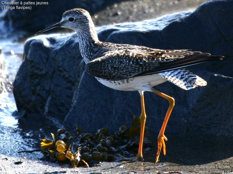 Lesser Yellowlegs