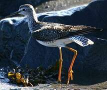 Lesser Yellowlegs