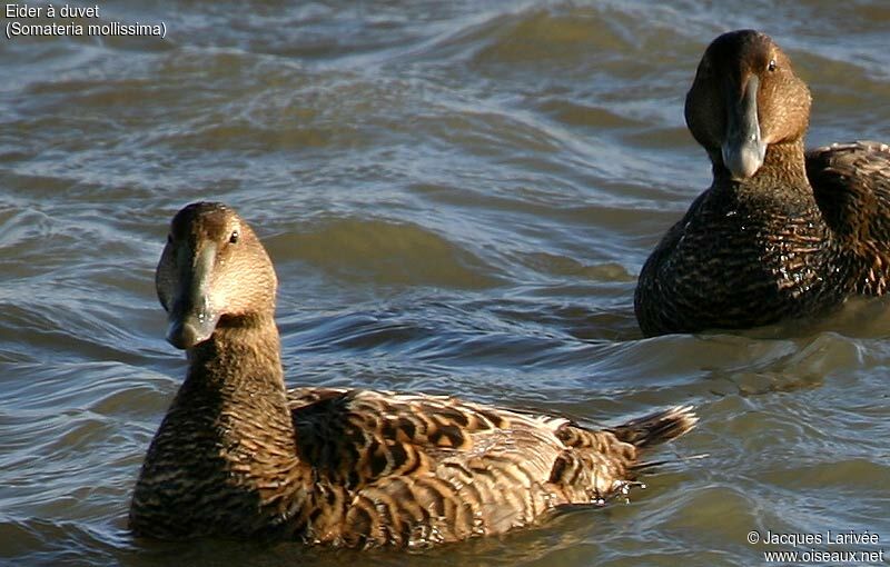 Common Eider