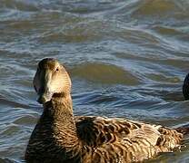 Eider à duvet