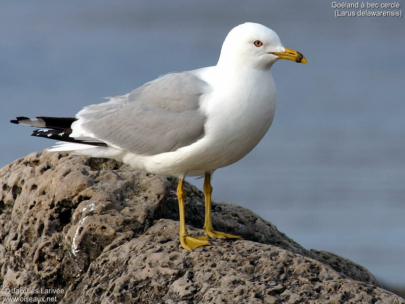 Ring-billed Gull