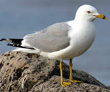 Ring-billed Gull