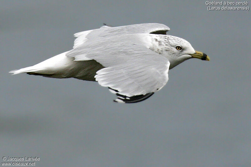 Ring-billed Gull