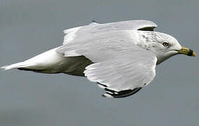 Ring-billed Gull