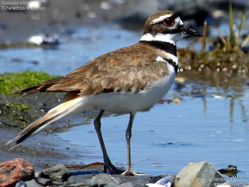 Killdeer