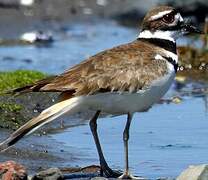 Killdeer