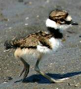 Killdeer