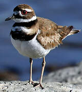 Killdeer