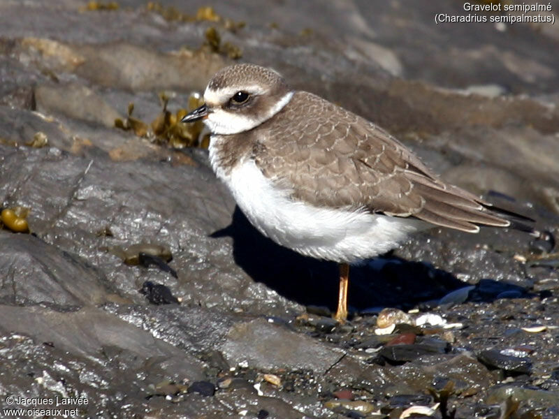 Semipalmated Plover