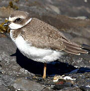 Semipalmated Plover