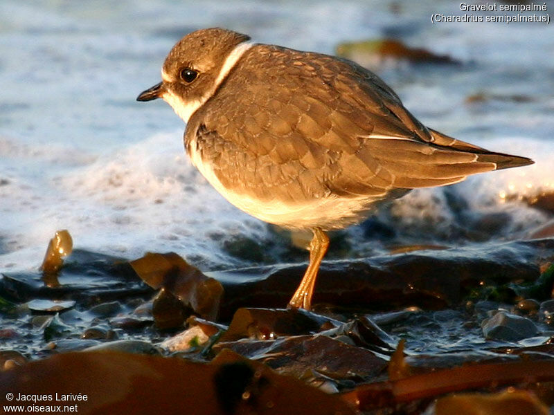 Semipalmated Plover