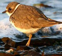 Semipalmated Plover