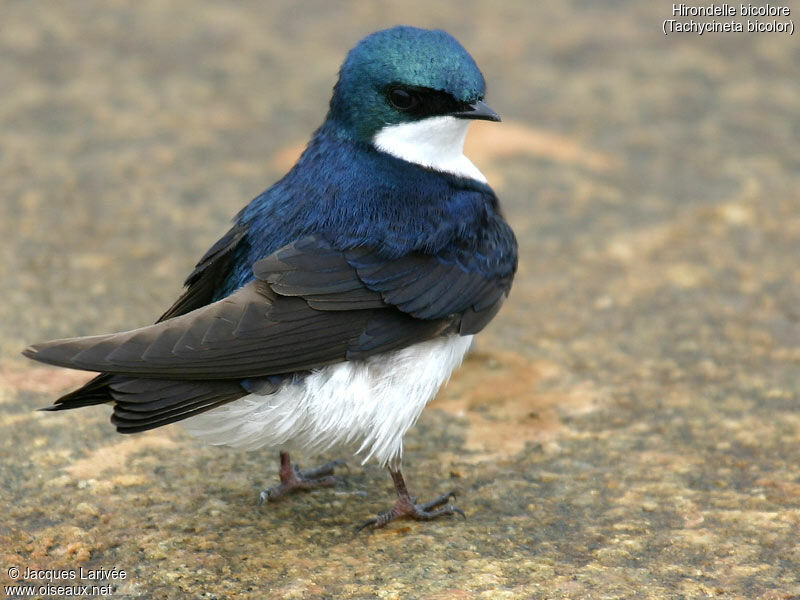 Tree Swallow