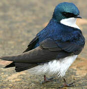 Tree Swallow